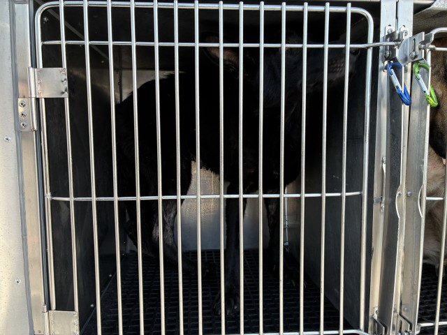 Belgian Malinois at Chicago Animal Care and Control
