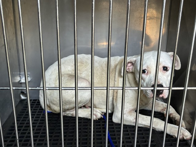 American Pit Bull Terrier at Chicago Animal Care and Control