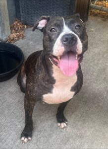 Reese, adoptable American Pit Bull Terrier at Chicago Animal Care and Control