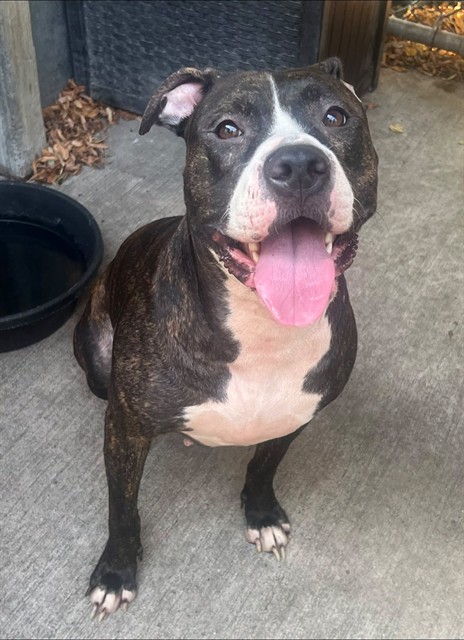 Reese at Chicago Animal Care and Control