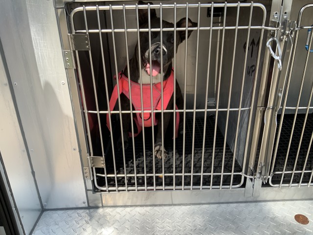 American Pit Bull Terrier at Chicago Animal Care and Control