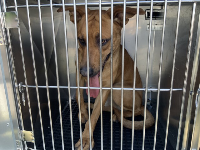 Bull Terrier / Labrador Retriever at Chicago Animal Care and Control