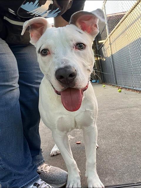 Mello at Chicago Animal Care and Control