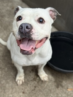 American Pit Bull Terrier at Chicago Animal Care and Control