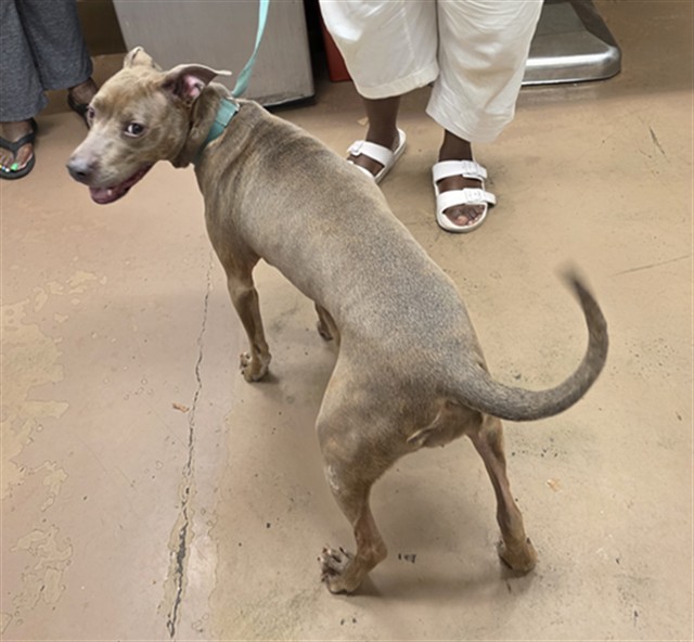 American Pit Bull Terrier at Chicago Animal Care and Control