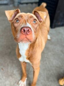 Claudetta, adoptable Bull Terrier at Chicago Animal Care and Control