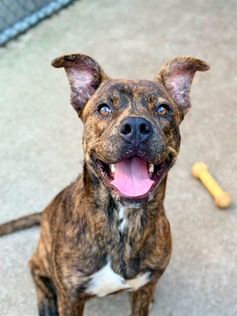 Affogato, adoptable American Pit Bull Terrier at Chicago Animal Care and Control