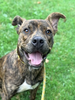 American Pit Bull Terrier at Chicago Animal Care and Control