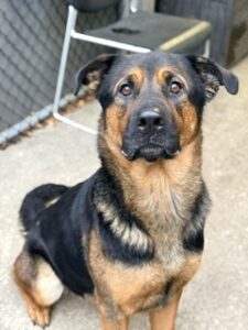 Dalgona, adoptable Rottweiler at Chicago Animal Care and Control