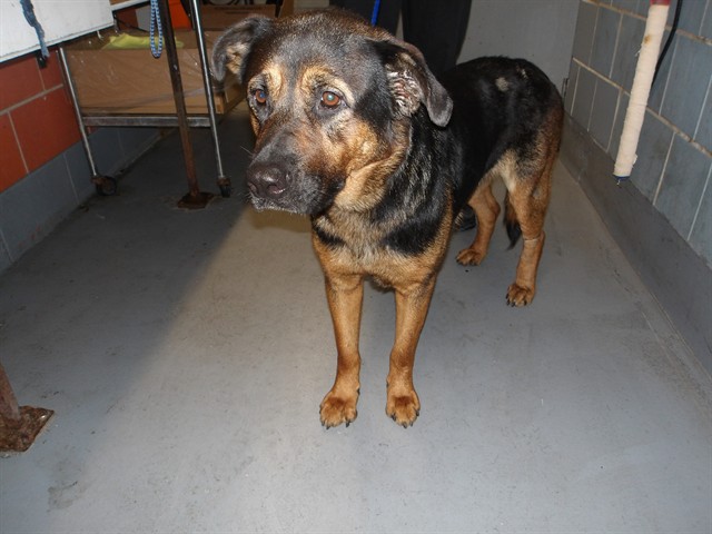 Rottweiler at Chicago Animal Care and Control
