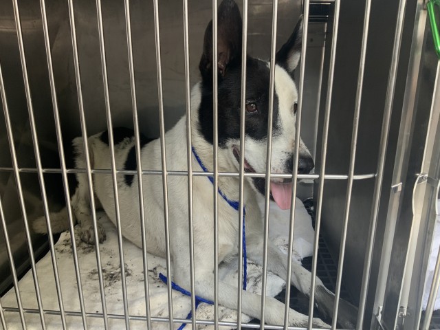Labrador Retriever at Chicago Animal Care and Control