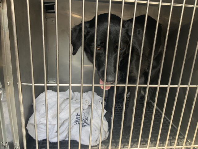 Labrador Retriever at Chicago Animal Care and Control