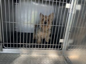 Mikey, adoptable Yorkshire Terrier at Chicago Animal Care and Control