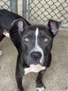 Carbon, adoptable American Pit Bull Terrier at Chicago Animal Care and Control
