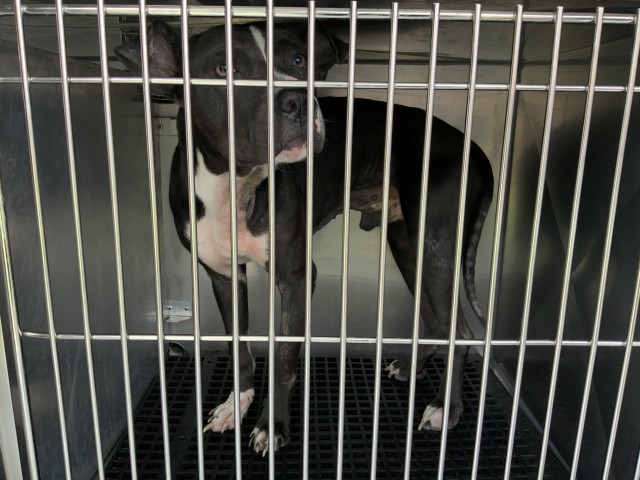 American Pit Bull Terrier at Chicago Animal Care and Control