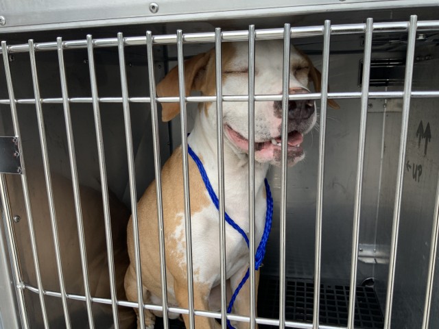 American Pit Bull Terrier at Chicago Animal Care and Control