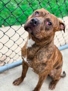 Donatello, adoptable American Pit Bull Terrier at Chicago Animal Care and Control
