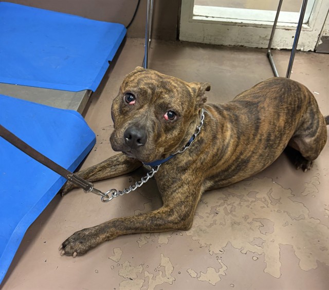 American Pit Bull Terrier at Chicago Animal Care and Control