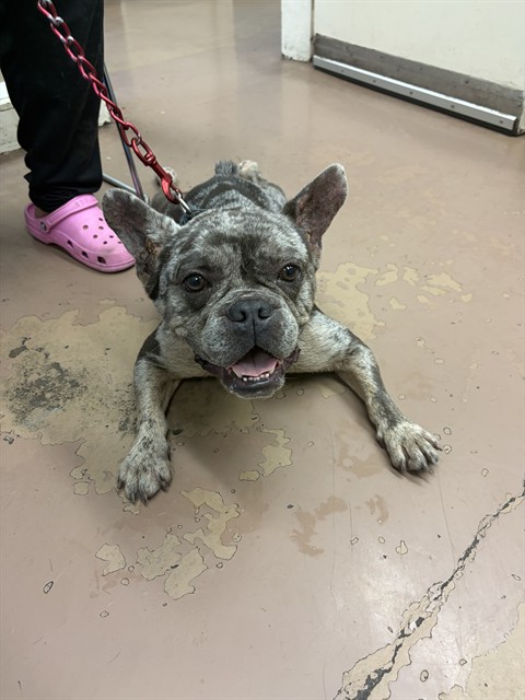 Bulldog at Chicago Animal Care and Control