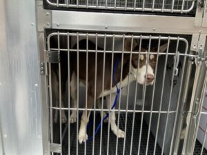 Barbie, adoptable dog at Chicago Animal Care and Control