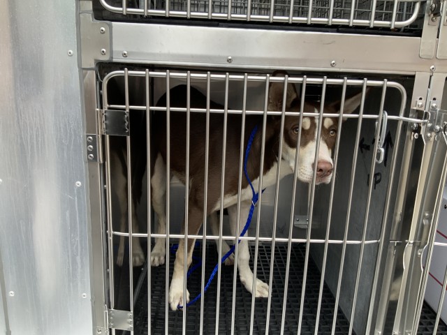 Barbie at Chicago Animal Care and Control