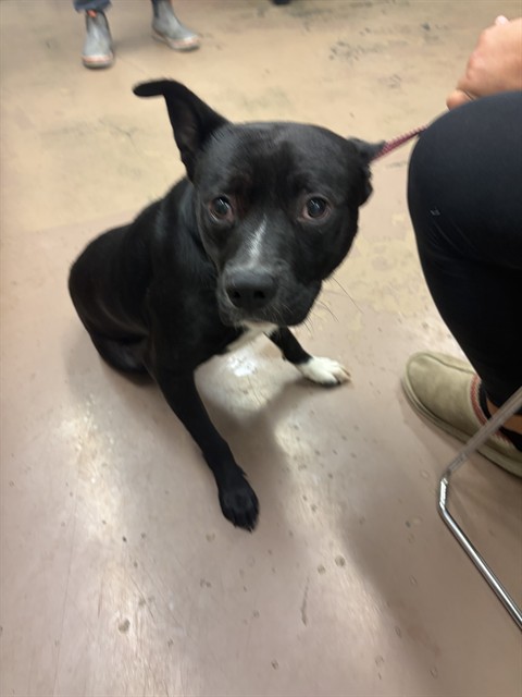 American Pit Bull Terrier at Chicago Animal Care and Control