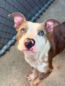 Wharton, adoptable American Pit Bull Terrier at Chicago Animal Care and Control