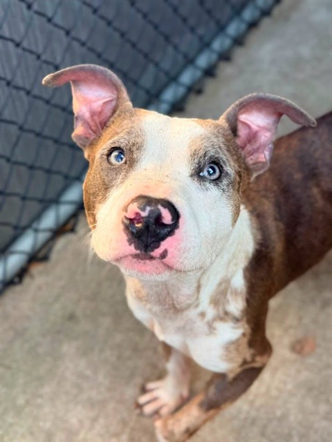 Wharton, adoptable American Pit Bull Terrier at Chicago Animal Care and Control