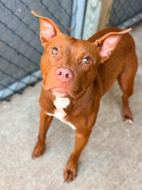 Jacqueline, adoptable American Pit Bull Terrier at Chicago Animal Care and Control