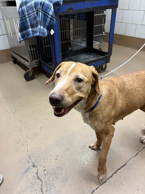 Labrador Retriever at Chicago Animal Care and Control