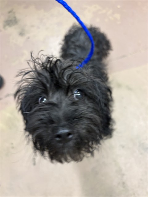 Dog A318334 at Chicago Animal Care and Control