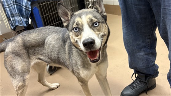 Nila at Chicago Animal Care and Control