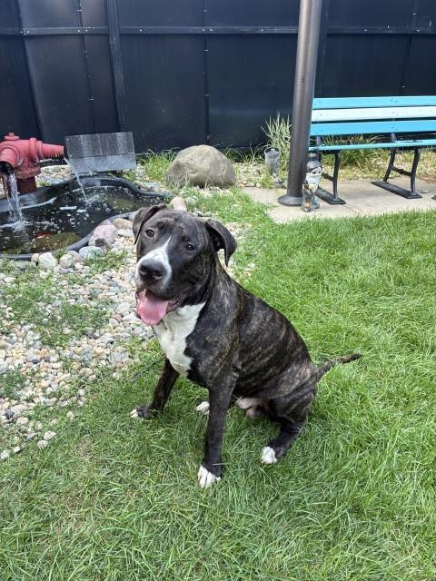 Great Dane at Chicago Animal Care and Control