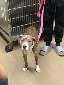 Glee, adoptable American Pit Bull Terrier at Chicago Animal Care and Control