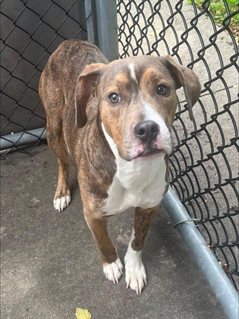 Glee, adoptable American Pit Bull Terrier at Chicago Animal Care and Control