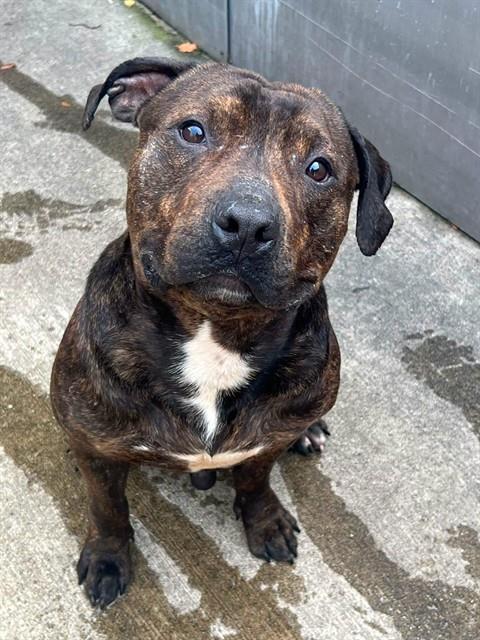 Donovan, adoptable American Pit Bull Terrier at Chicago Animal Care and Control