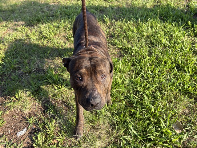 American Pit Bull Terrier at Chicago Animal Care and Control