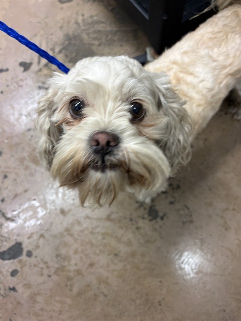 Canelo at Chicago Animal Care and Control