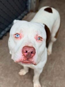 Thiago, adoptable American Pit Bull Terrier at Chicago Animal Care and Control
