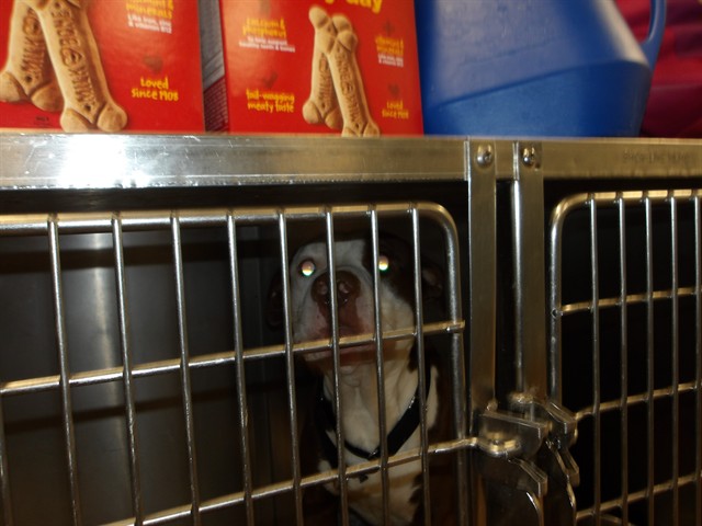 American Pit Bull Terrier at Chicago Animal Care and Control