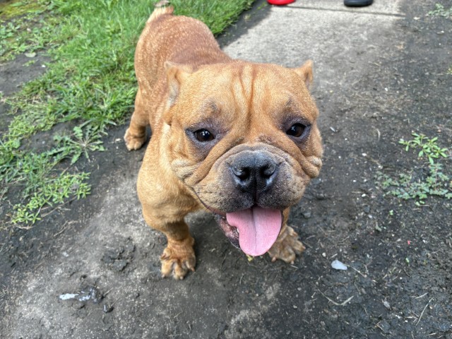 Bulldog at Chicago Animal Care and Control