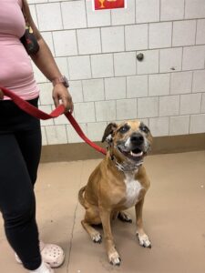 Skyfall, adoptable Doberman Pinscher at Chicago Animal Care and Control