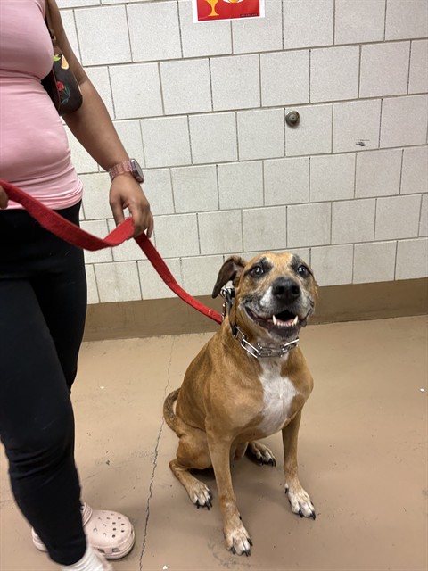 Skyfall at Chicago Animal Care and Control