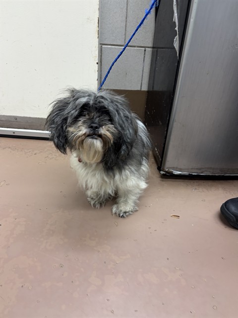 Shih Tzu at Chicago Animal Care and Control