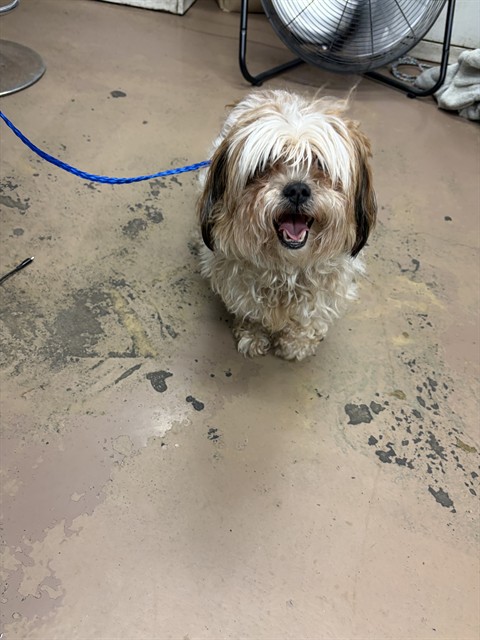 Shih Tzu at Chicago Animal Care and Control