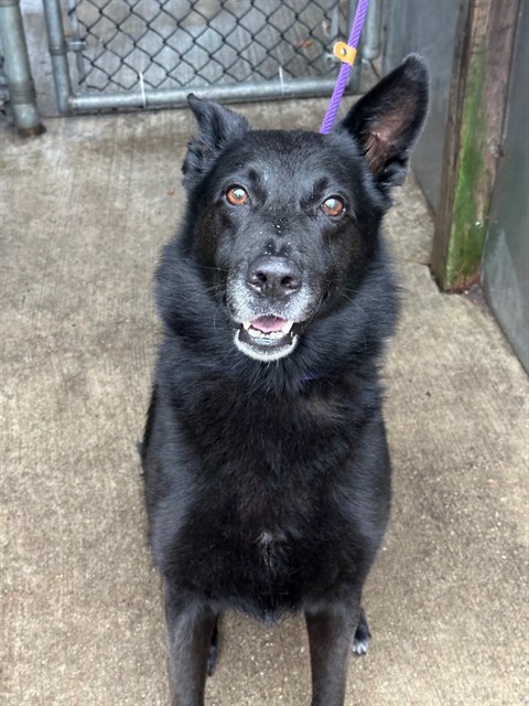 Kit at Chicago Animal Care and Control