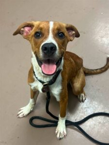 Forrest, adoptable Labrador Retriever at Chicago Animal Care and Control
