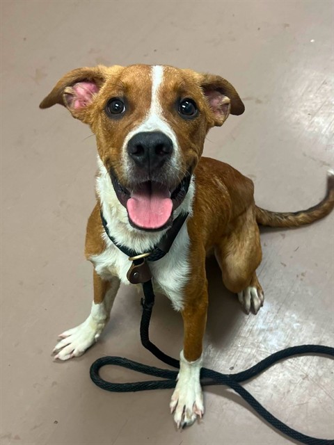 Forrest at Chicago Animal Care and Control