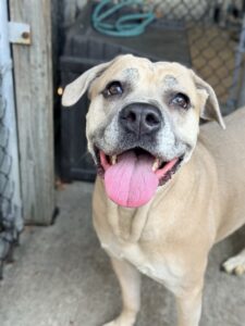 Millie, adoptable Mastiff at Chicago Animal Care and Control