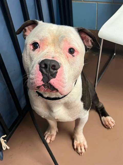 Acer, adoptable American Pit Bull Terrier at Chicago Animal Care and Control